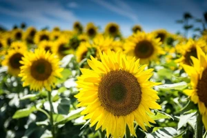 Rekordne površine pod suncokretom, kukuruza sve manje