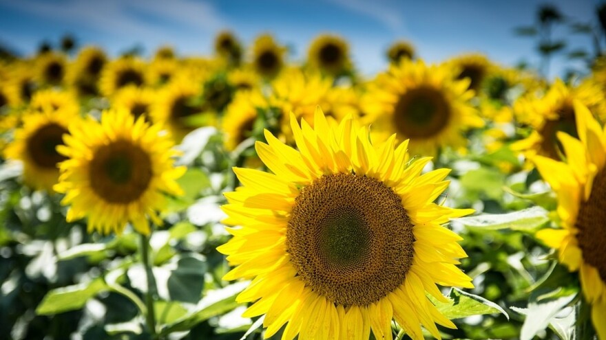 Rekordne površine pod suncokretom, kukuruza sve manje