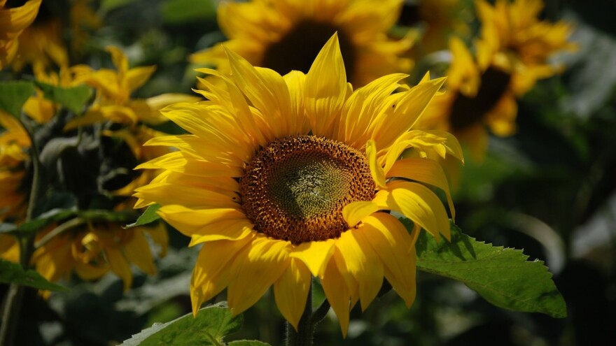 Izvoz suncokreta u Bugarskoj raste za 60%, a ove ga godine posijali  20% manje nego lane