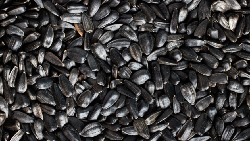 Suncokret: Veća ponuda od tražnje