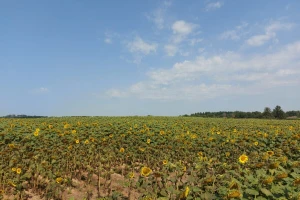 RHMZ: Snažan toplotni talas, temperature do 40°C