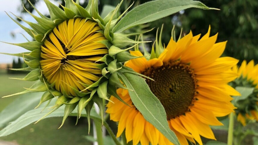 Izmjena kiše i sunca ove sedmice omogućit će intenzivan rast usjeva