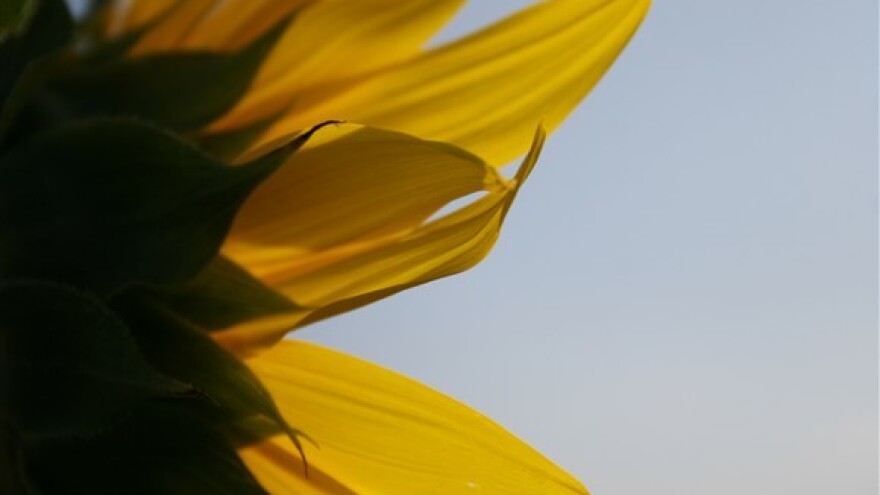 Kamo s suncokretovom pogačom