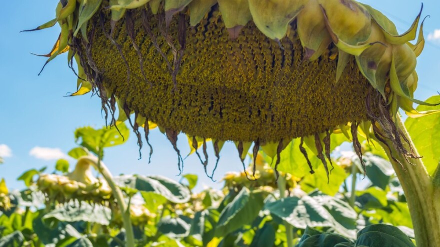U RH proizvedeno gotovo 33 tone sjemenskog suncokreta, Patricia CL nosi više od pola proizvodnje