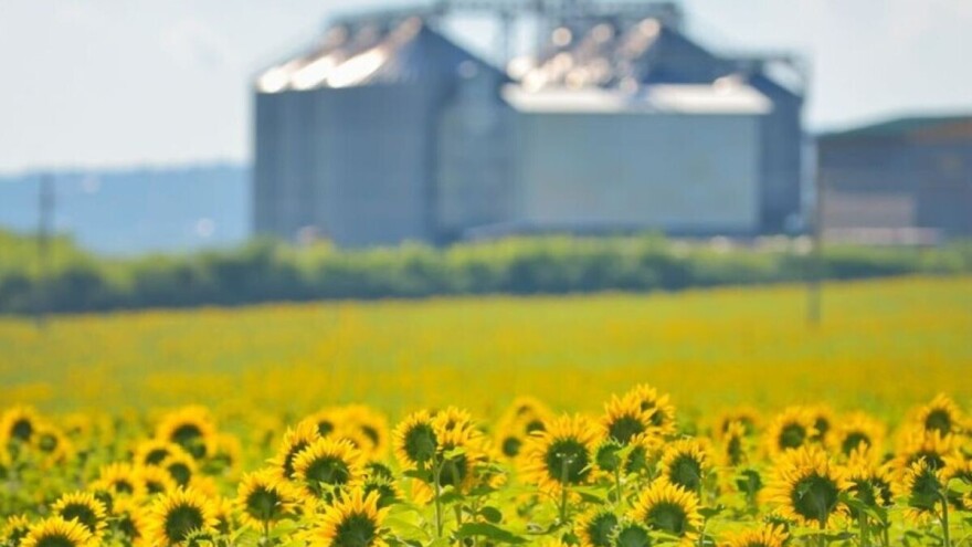 Zaključen prvi kupoprodajni ugovor suncokreta novog roda
