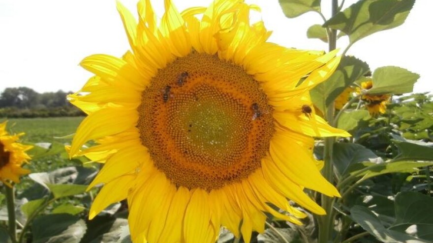 Loša godina za suncokretov med