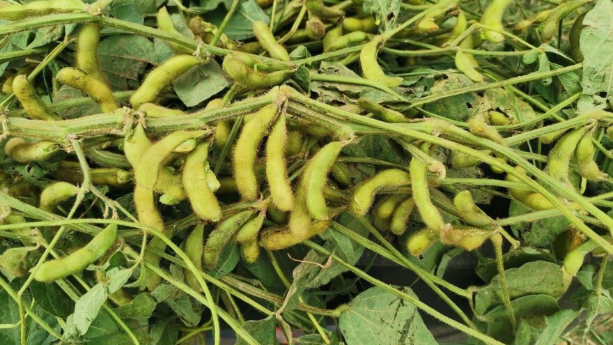 Suncokret će podbaciti, ali će rod soje biti dobar