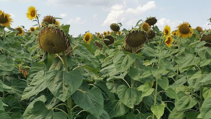Suša negativno uticala i na suncokret, ali i na cijenu ulja!?