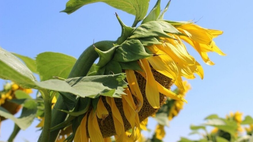 Šta treba da znate o uspješnom uzgoju suncokreta?