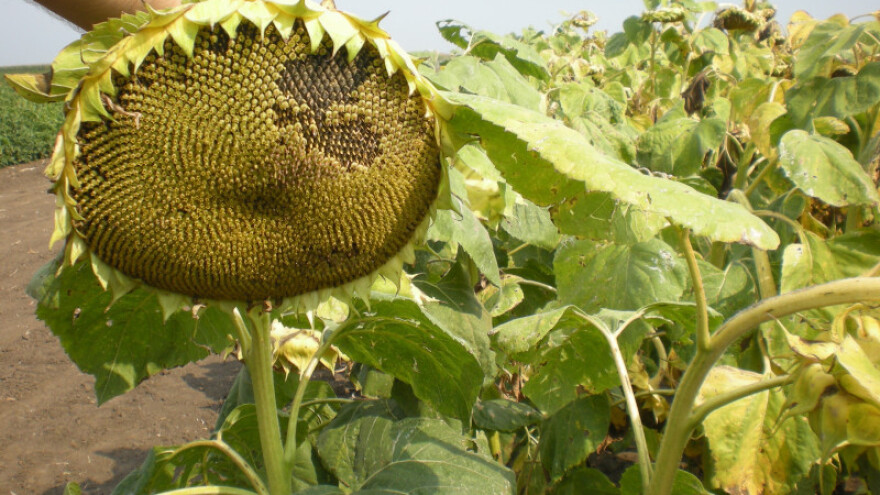 Dan polja suncokreta u Čepinu