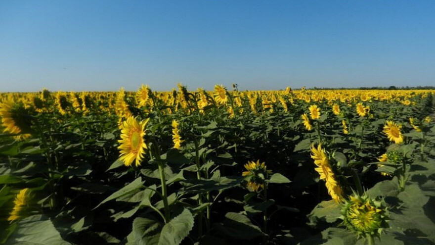 Gubljenje vode kao mera nege biljaka