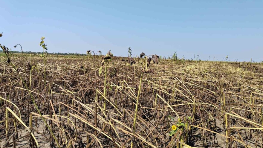 Suncokret u Banatu prošao "sito i rešeto" - šta je ostalo?