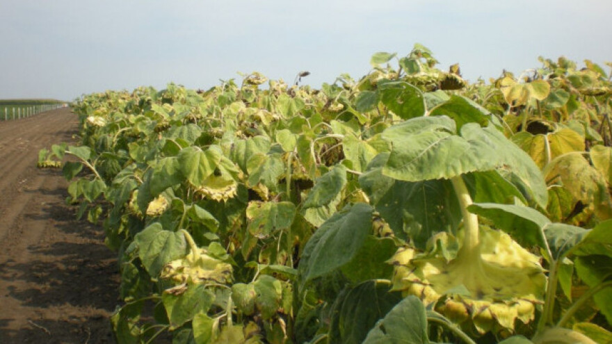 Očekuje se dobar rod suncokreta i soje