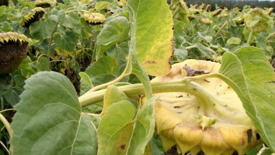 Kako pomoći suncokretu kada se javi volovod