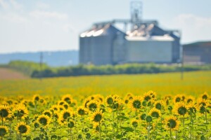Cijena suncokreta u Bugarskoj raste zbog velike potražnje iz EU i Turske