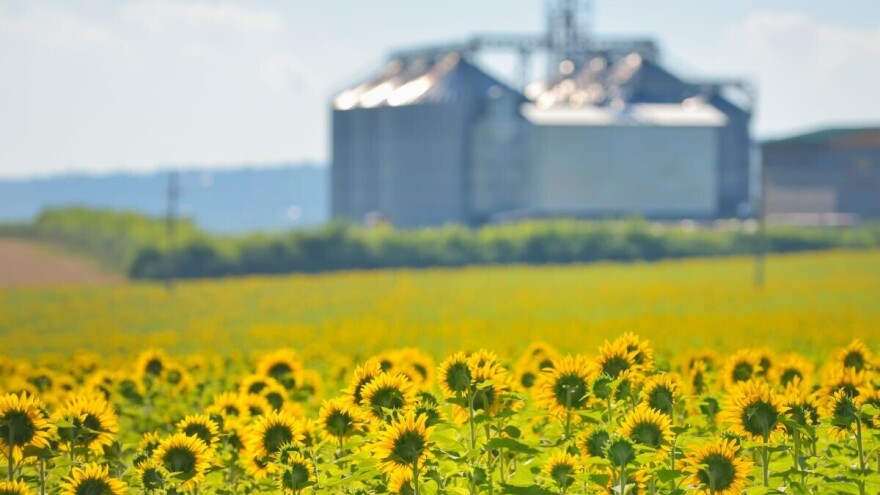 Cijena suncokreta u Bugarskoj raste zbog velike potražnje iz EU i Turske