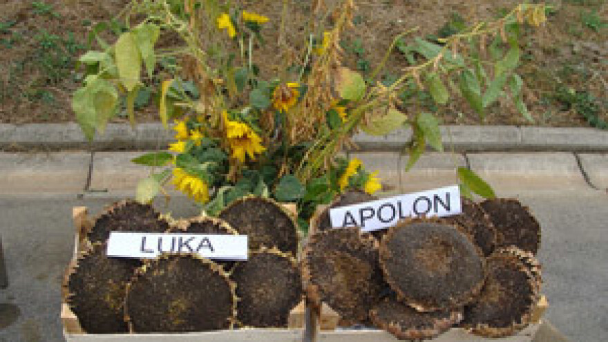 Dani polja Poljoprivrednog Instituta Osijek