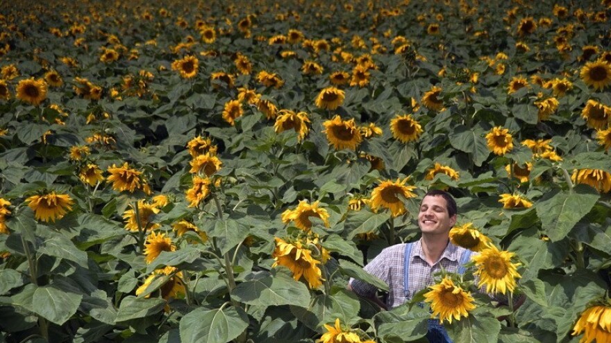 Uljara bez proizvođača kao suncokret bez sunca