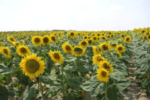 RWA hibridi suncokreta najbolji su u pokusu PIK-a Vinkovci ove godine