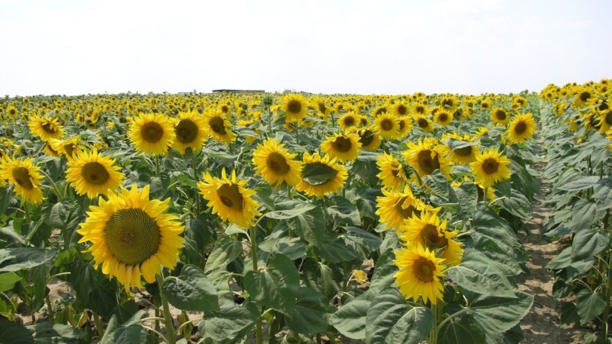 RWA hibridi suncokreta najbolji su u pokusu PIK-a Vinkovci ove godine