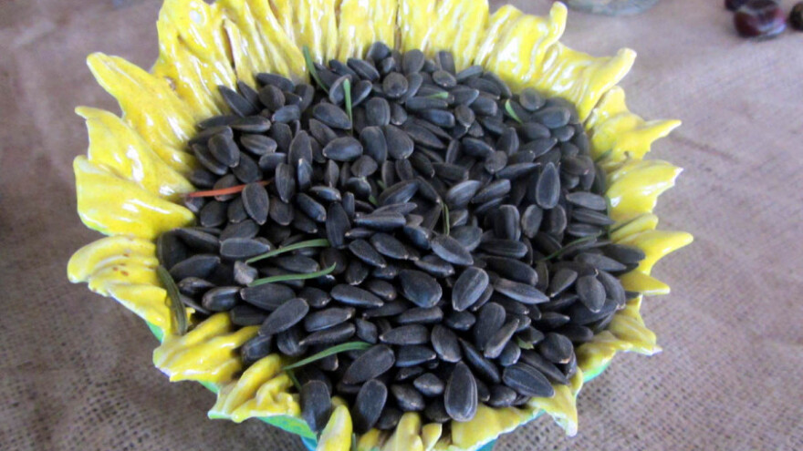 Nedostatak vlage &quot;pogurao&quot; setvu suncokreta