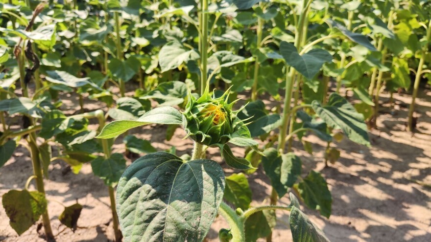 Suncokret: Traži puno vode, ne i plodno tlo