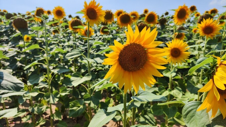 Početak avgusta donosi promjene, dobro će doći jarim usjevima