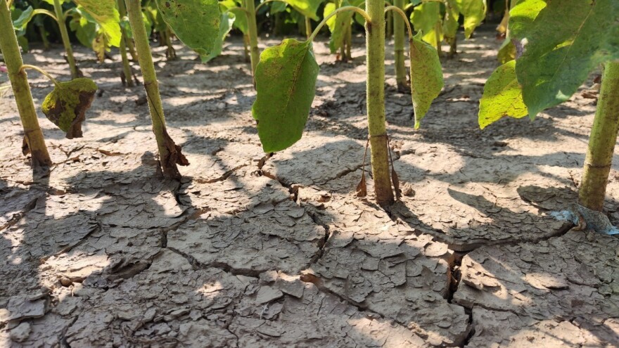 Biljke na udaru suše: Stiže novi talas vrućine, navodnjavajte gdje god je moguće