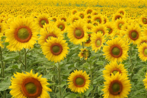 Suncokret i na lošijim tlima daje dobre prinose