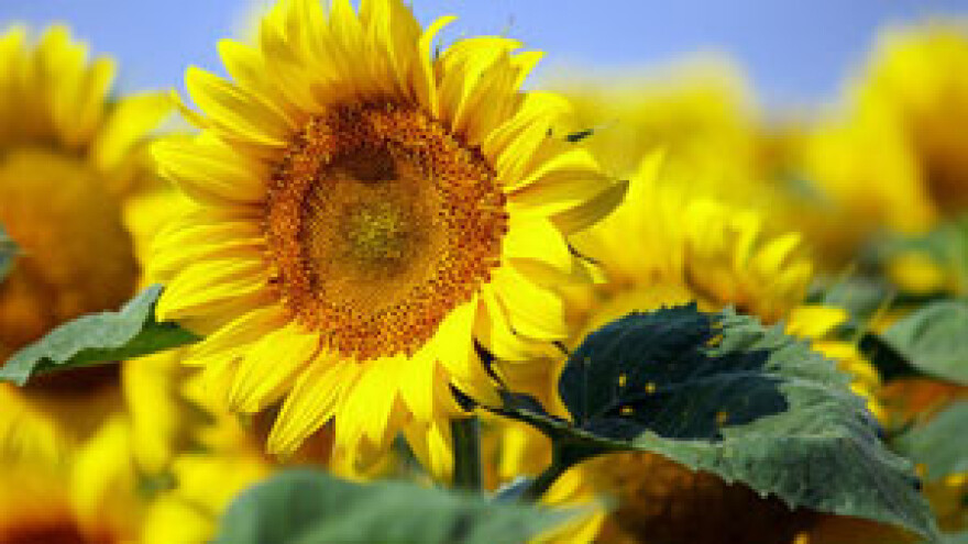 Čepinskoj uljari ugrožen opstanak