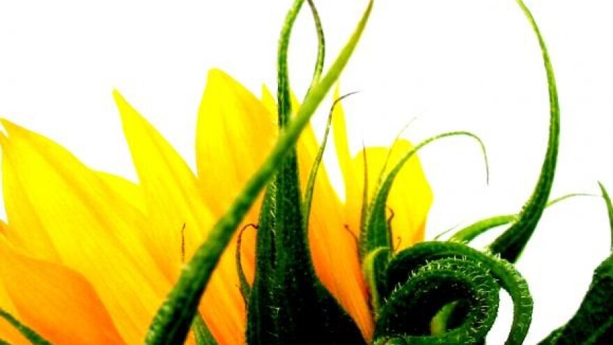 Seminar biljne zaštite