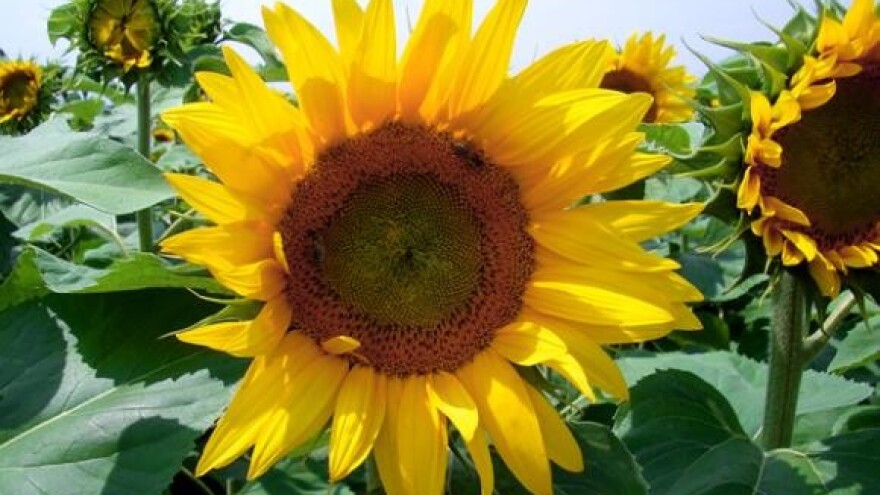 Suncokretov cvijet prestao mediti