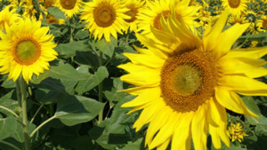 U IPARD-u iskorišteno 9,97 posto novca