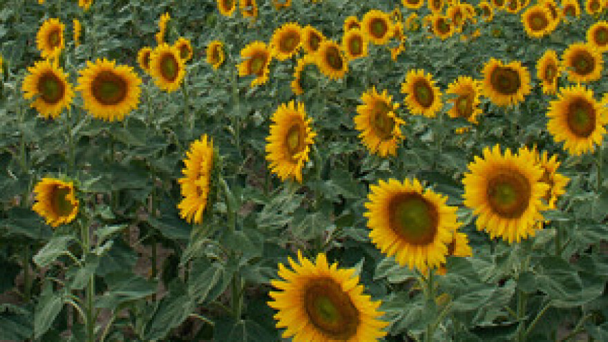 Početak privatizacije čepinske uljare