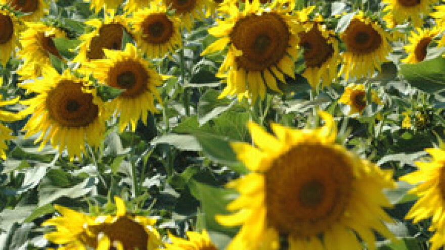 Privatizacija uljare Čepin