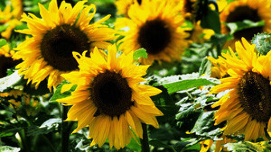 Čobanković tjera uljaru Čepin u propast