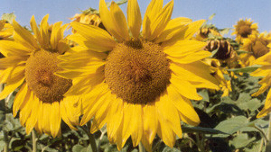 Slučaj Čobanković - Mlinarić