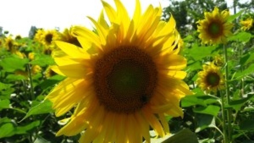 Suncokret ipak jači od suše - seljaci očekuju dobar prinos