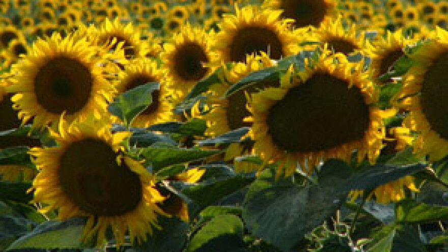 Produžen rok za podnošenje zahtjeva za potporu za kapitalna ulaganja