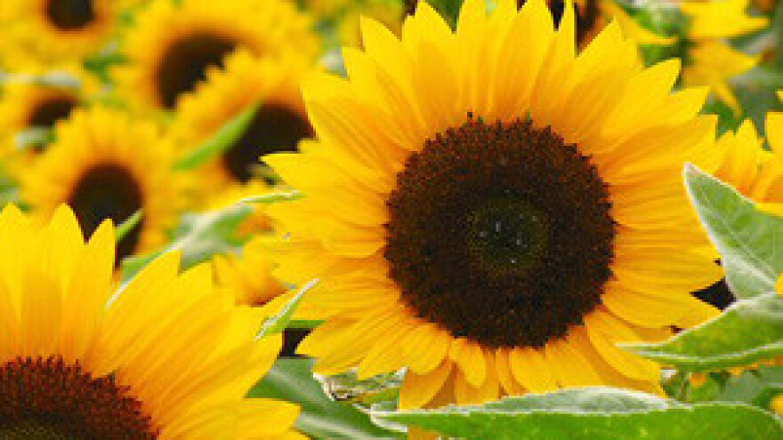 Od 2014. poljoprivrednici još će teže do novca iz EU