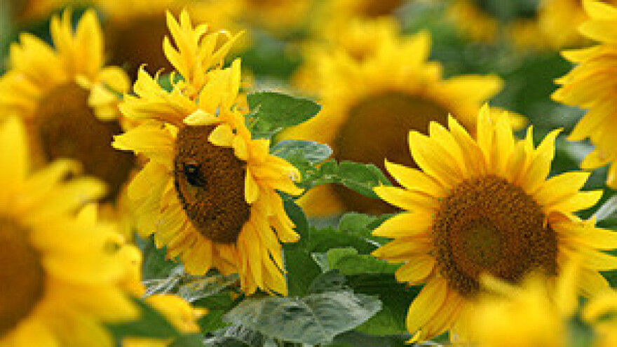 Prirod kukuruza i šećerne repe manji, više suncokreta i soje