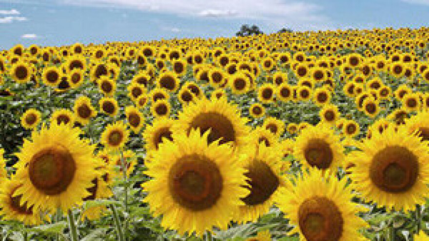 Za razminiranje njiva tri milijuna eura daje EU