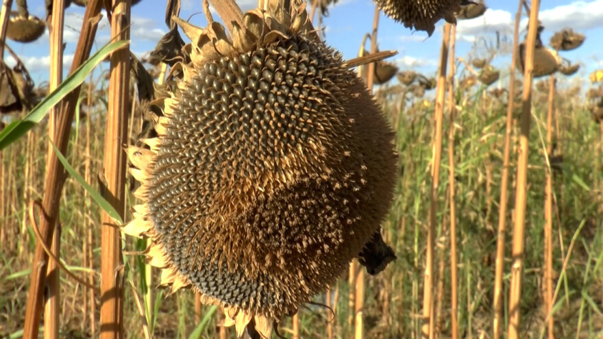 Prinos suncokreta u Sremu zadovoljavajući?