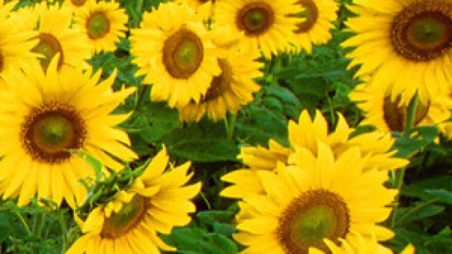 Češka poljoprivreda u plusu 580 milijuna eura