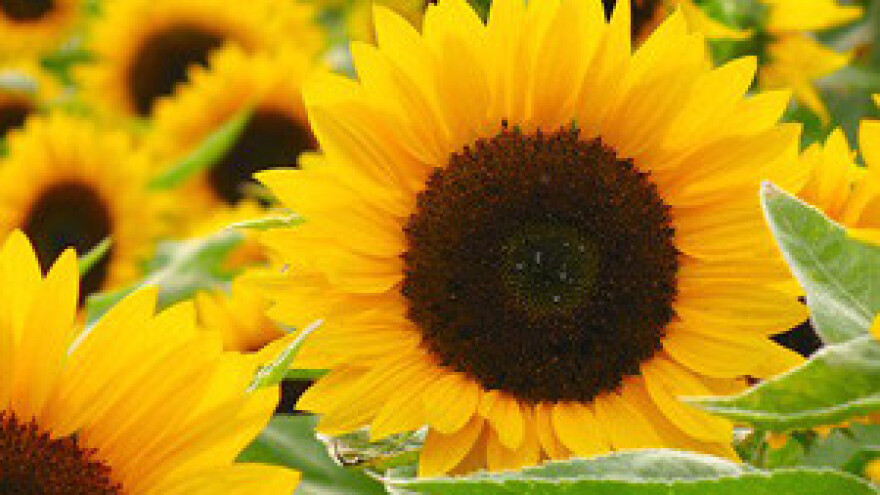 Isplaćena nova 2 milijuna kuna iz IPARD-a