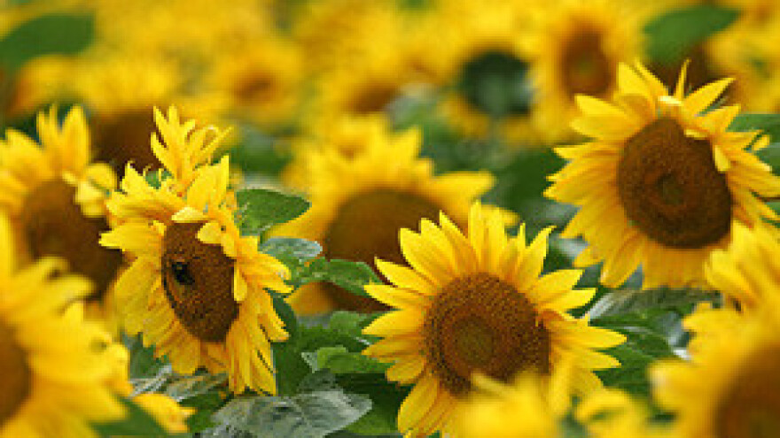 Zbog suše ratari siju više suncokreta