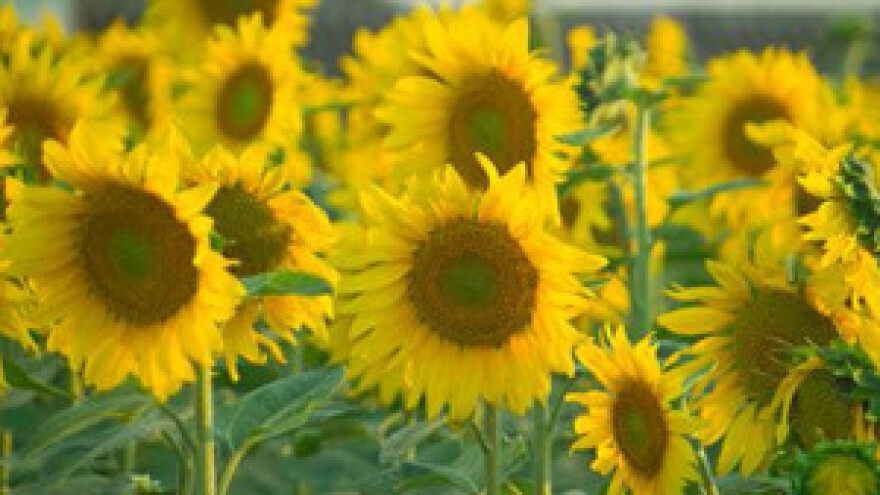 Šišljagić: Država mora spriječiti izvoz uljarica