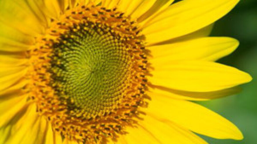 U čepinskoj uljari ne razmišlja se o stečaju nego o proizvodnji