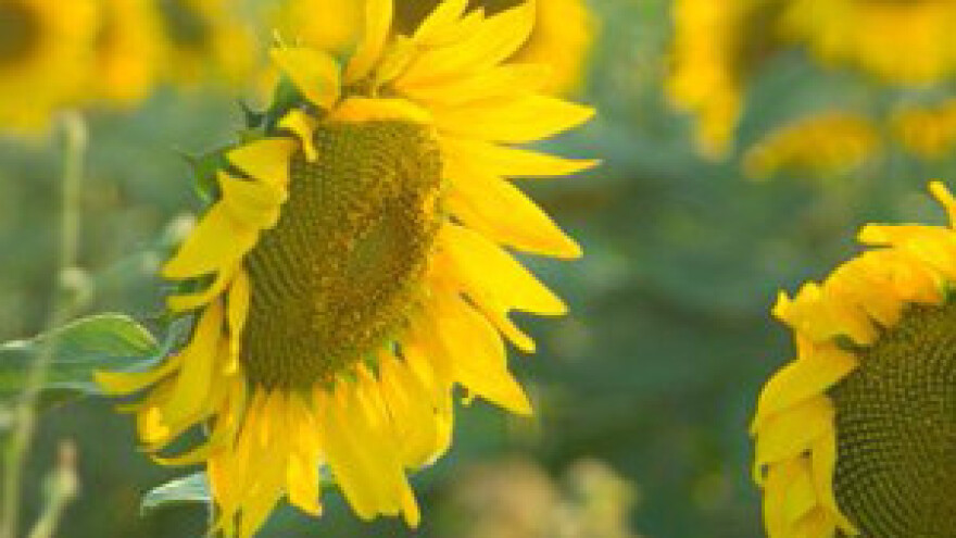 Obrazac evidencije ratarske proizvodnje