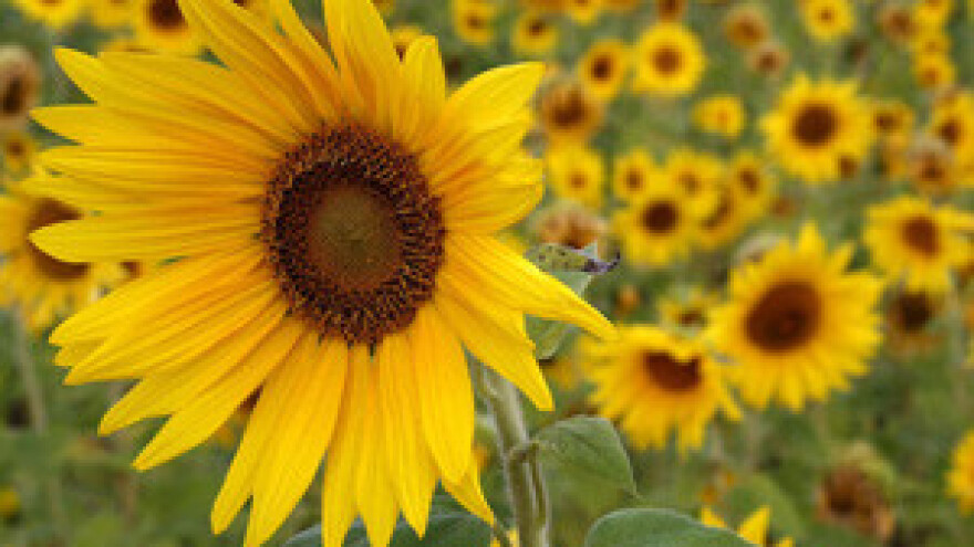 Poljoprivrednici satima u redu zbog potpora